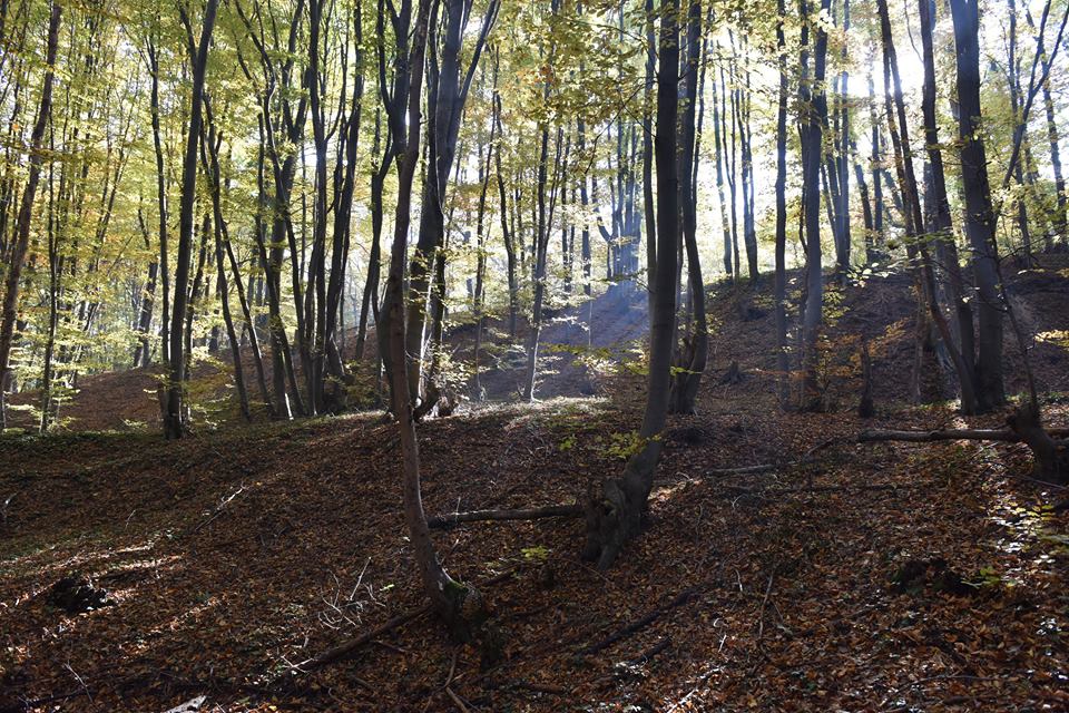Jasikovac 2015