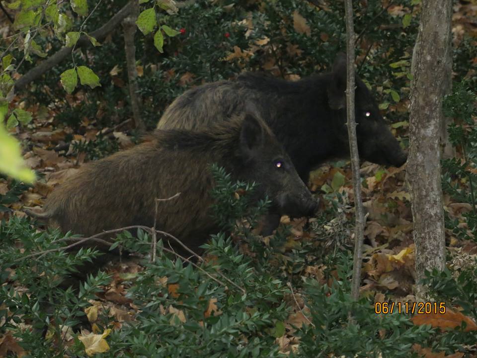 Jasikovac 2015