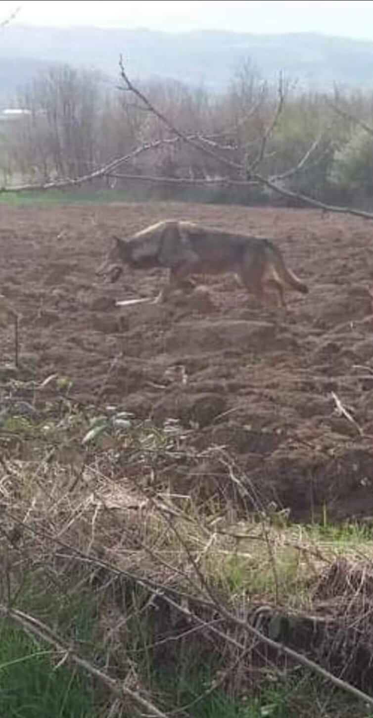 Sekcija Veliki Šiljegovac – Vuk u po bela dana