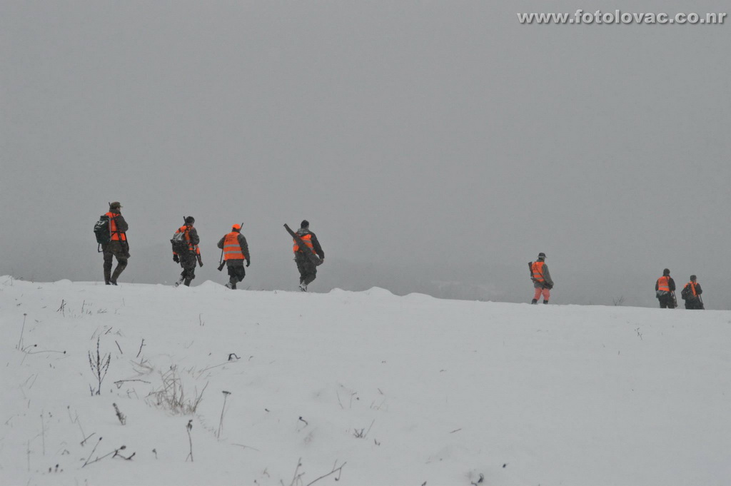 Jastrebački vuk 2014 - Foto: Predrag Mastilović