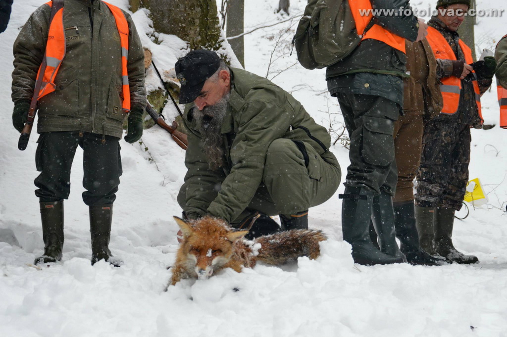 Jastrebački vuk 2014 - Foto: Predrag Mastilović