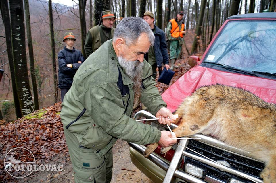 Jastrebački vuk 2015 - Foto: Predrag Mastilović