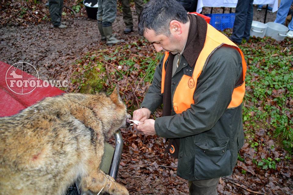 Jastrebački vuk 2015 - Foto: Predrag Mastilović